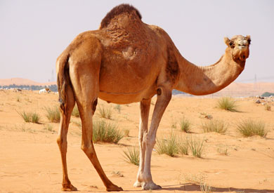 السعودية تعلن إصابة «جمل» بفيروس «كورونا»